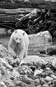 Spirit Bear